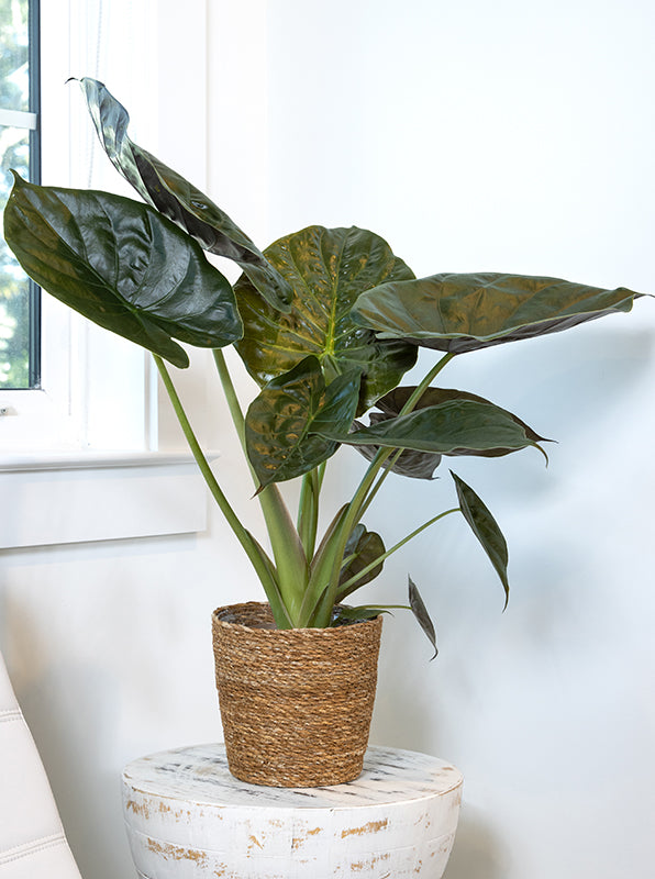 Alocasia wentii