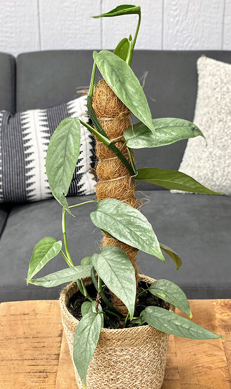 Epipremnum pinnatum 'Cebu Blue'