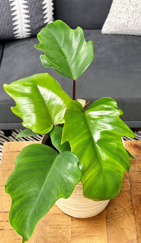 Philodendron mayoi