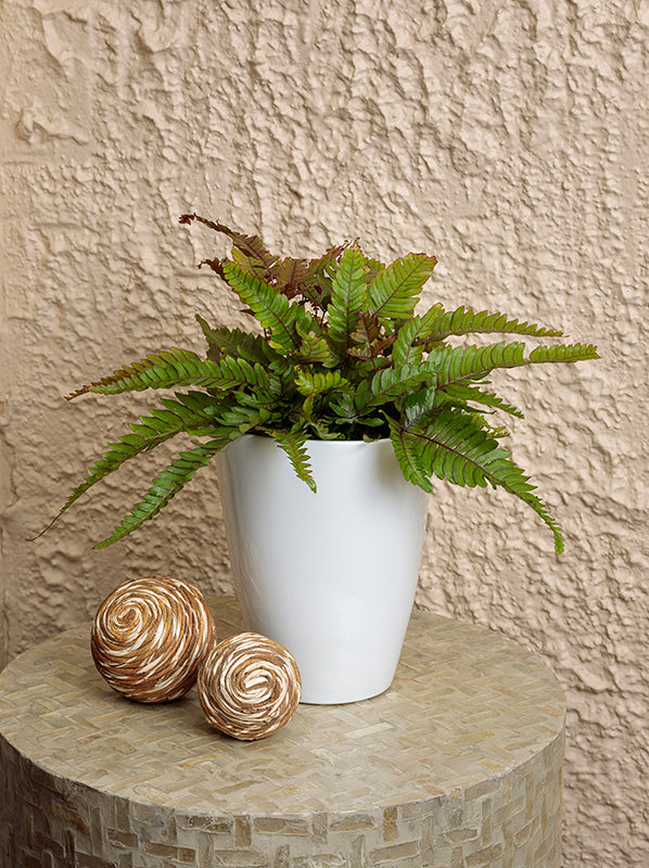 Pteris quadriaurita ‘Tricolor’