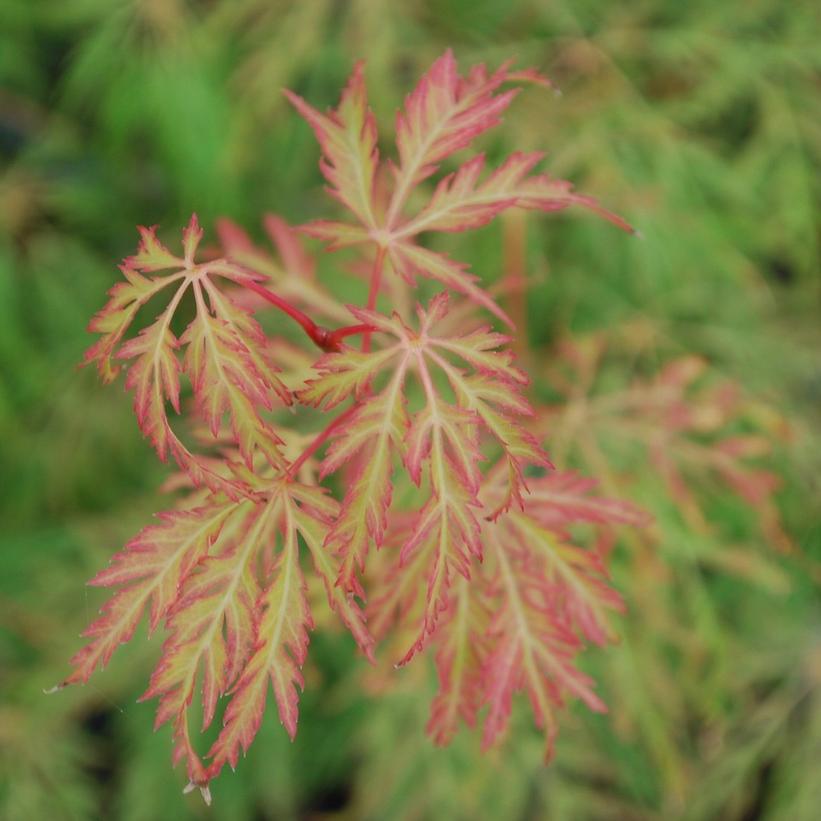 Acer palmatum dissectum 'Lemon Lime Lace'
