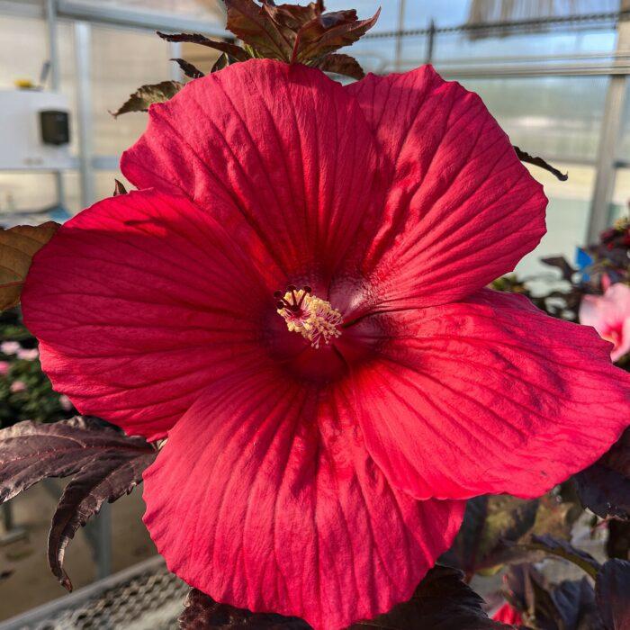 Hibiscus 'Moonshadow Carmine'