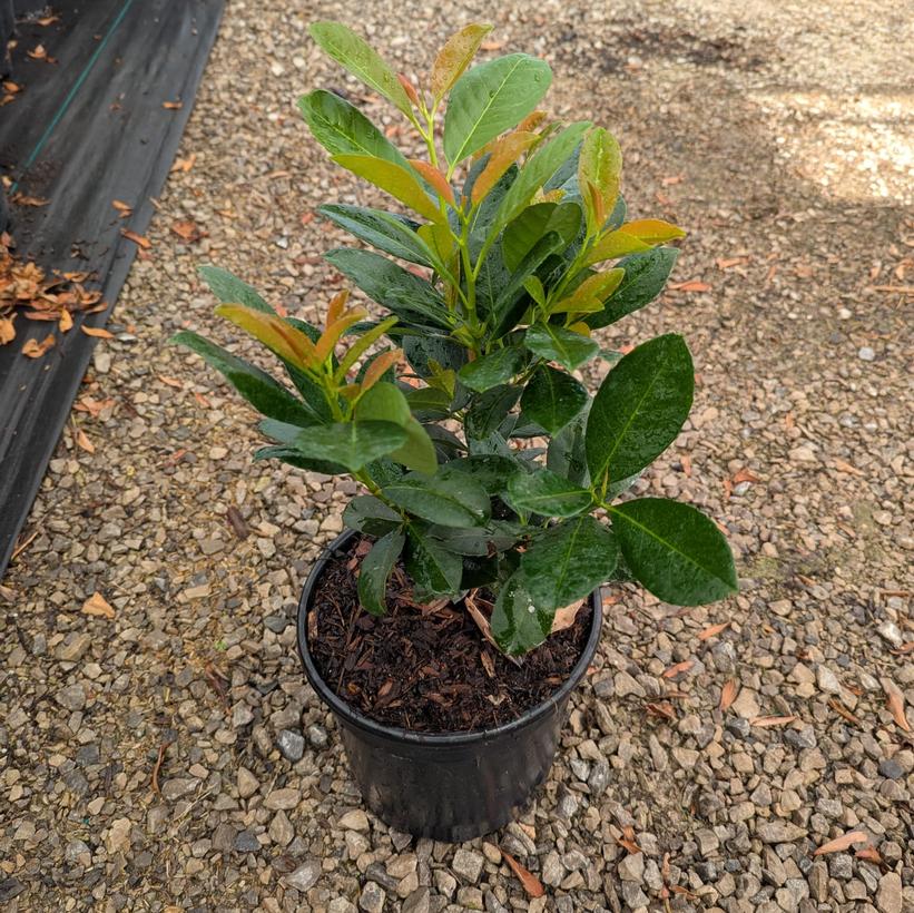Prunus laurocerasus Bonaparte