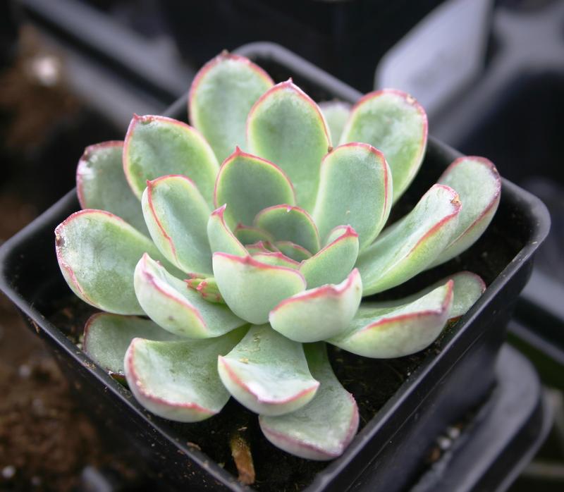 Echeveria deranosa - Collection (GE)