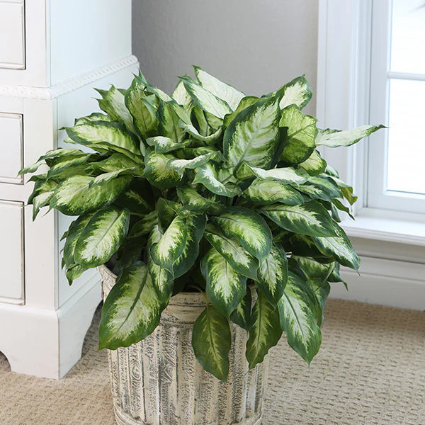 Dieffenbachia 'Mariana-Camille'