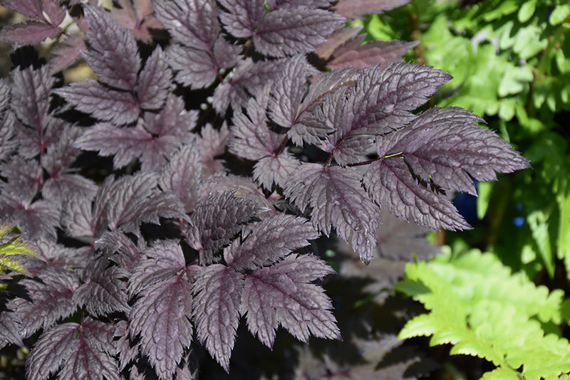 Actaea 'Pink Spike'