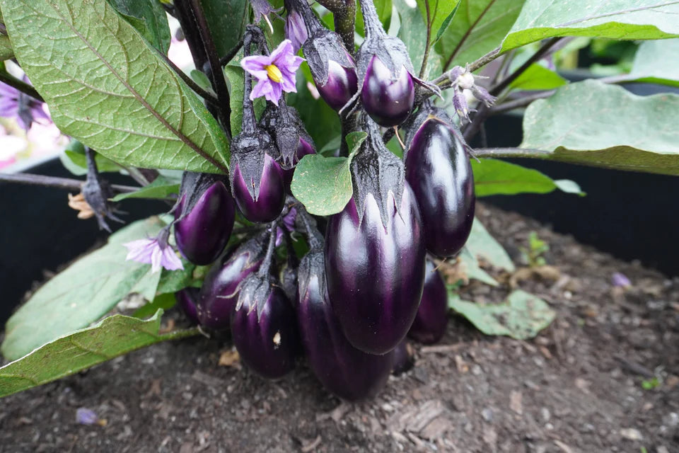 Eggplant - Patio Baby F1