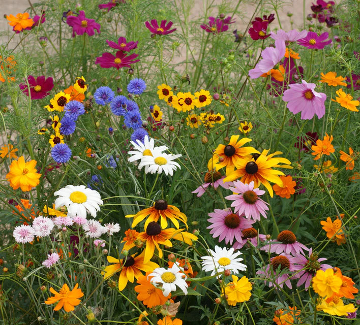 Wildflowers - Cut Flower Blend
