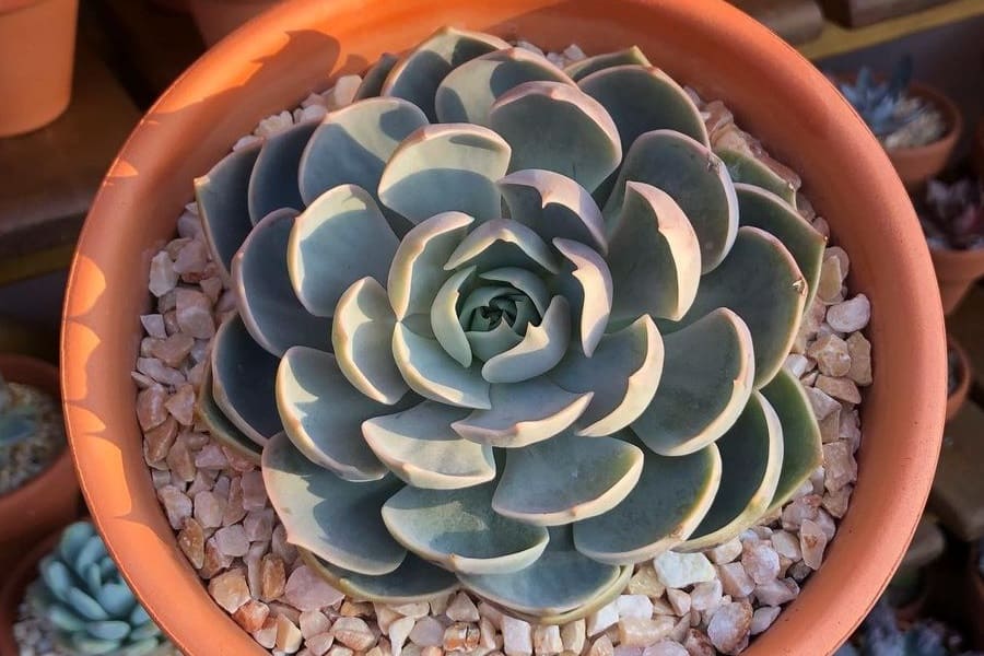 Echeveria 'Lotus'
