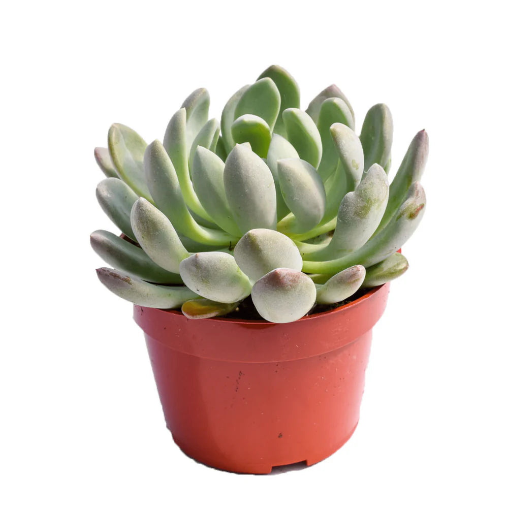 Echeveria 'Scheideckeri'