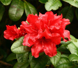 Rhododendron 'Elizabeth Hobbie'