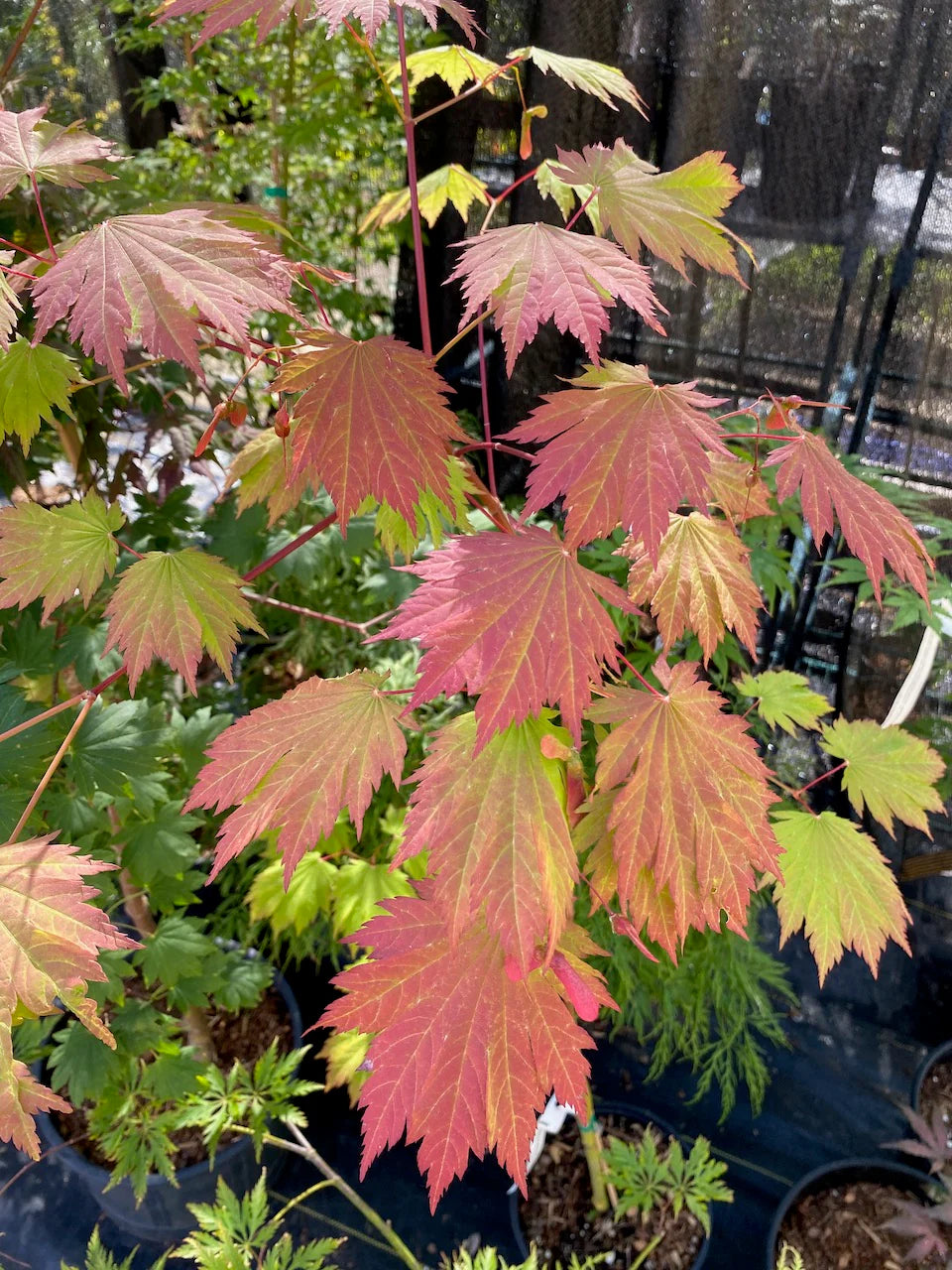 Acer japonicum 'Emmett's Pumpkin'