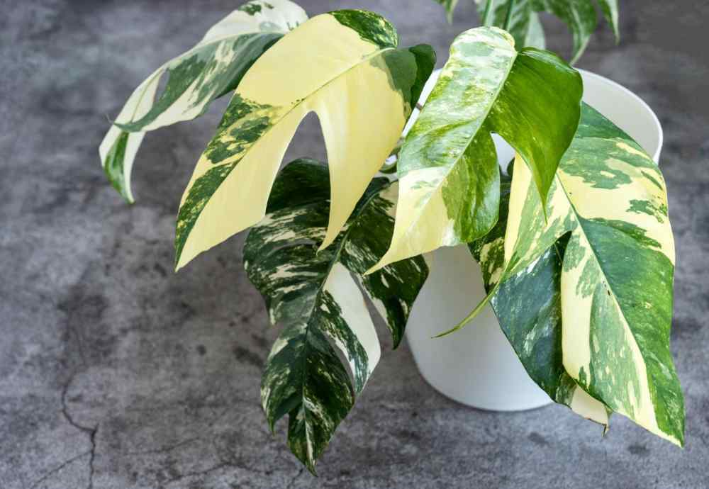 Epipremnum pinnatum 'Albo'