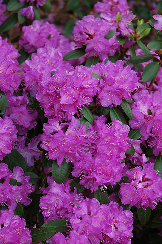 Rhododendron 'PJM Compacta'