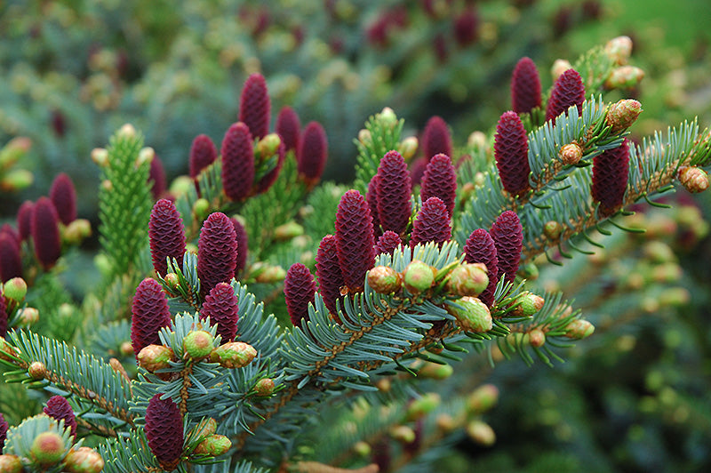 Picea abies 'Acrocona'