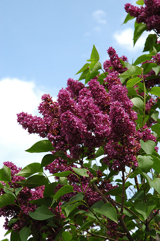 Syringa vulgaris 'Charles Joly'