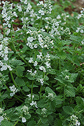 Nepeta x faassenii 'Snowflake'