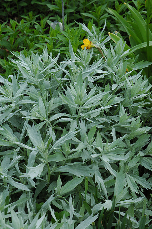 Artemisia ludoviciana 'Valerie Finnis'