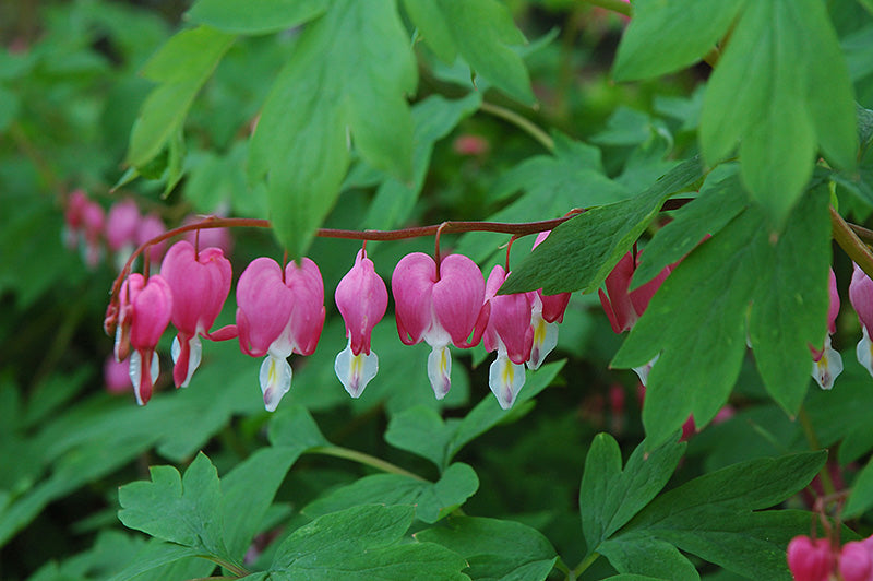 Dicentra spectabilis