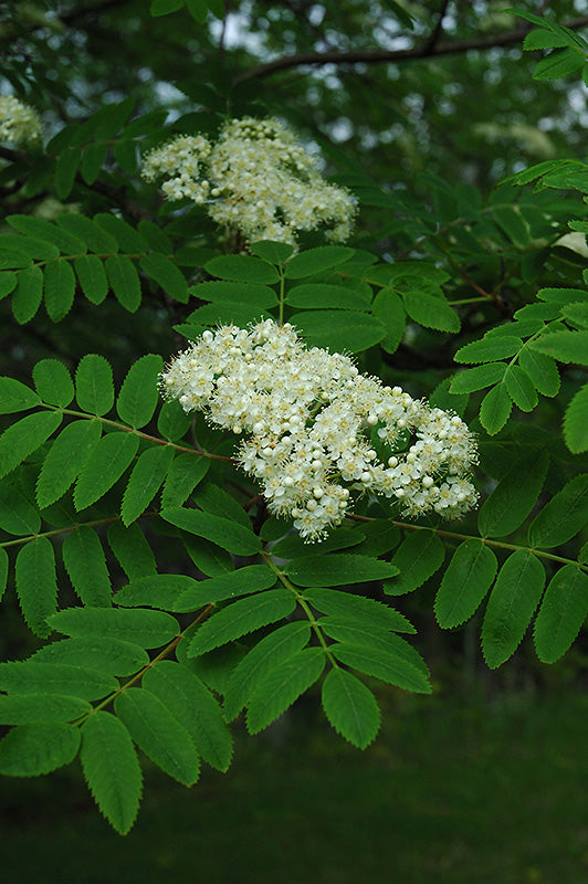 Sorbus aucuparia 'Cardinal Royal'