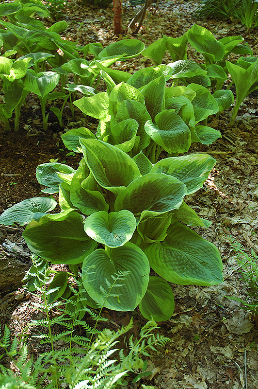 Hosta 'Frances Williams'