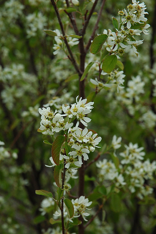 Amelanchier alnifolia 'Honeywood'