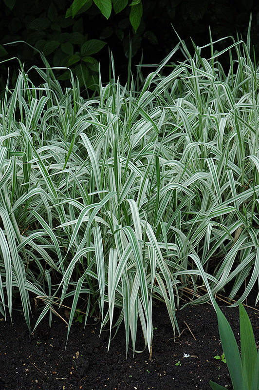 Phalaris arundinacea 'Picta'