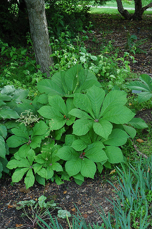 Rodgersia henrici