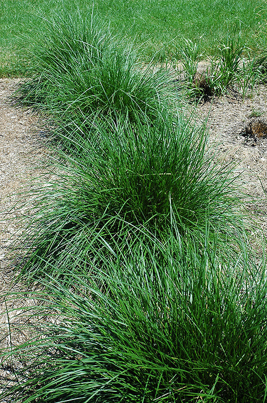 Deschampsia cespitosa