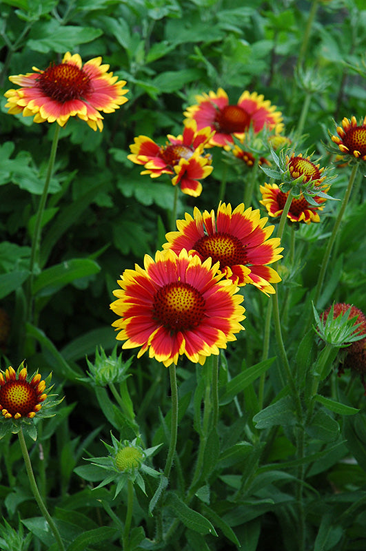 Gaillardia x grandiflora 'Goblin'