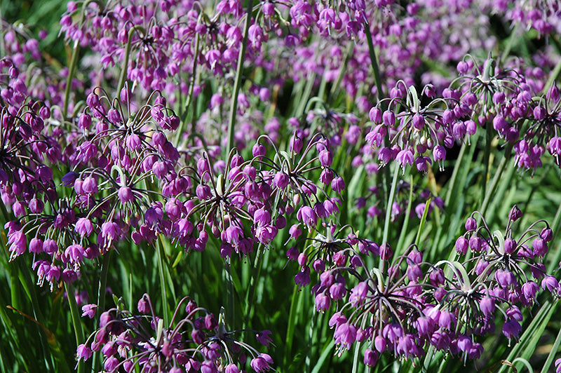 Allium cernuum