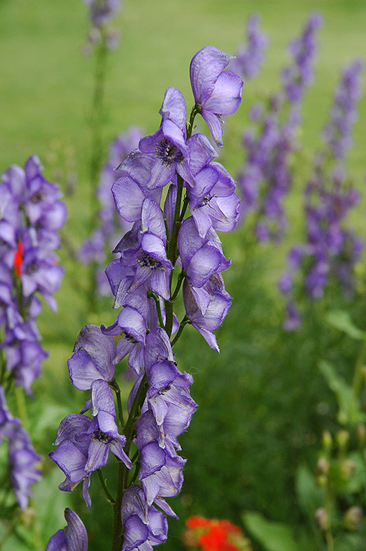 Aconitum napellus