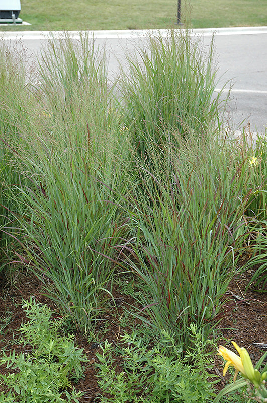 Panicum virgatum 'Shenandoah'