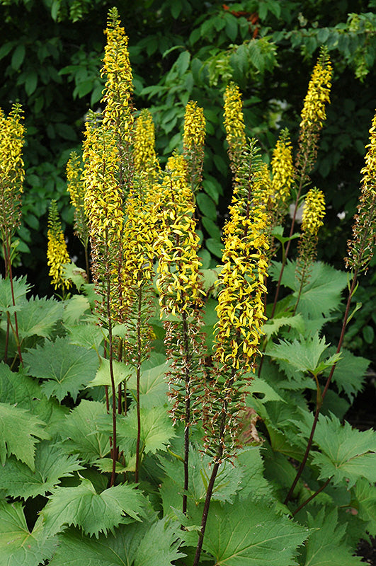 Ligularia 'The Rocket'