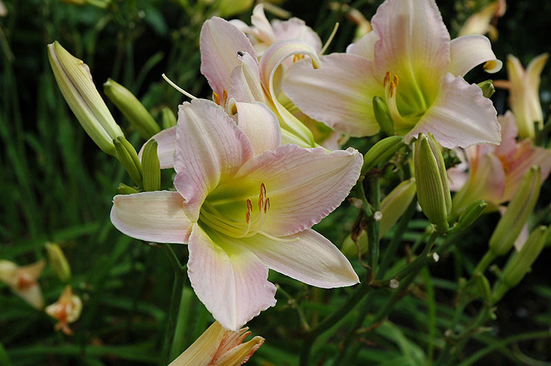 Hemerocallis 'Catherine Woodbury'