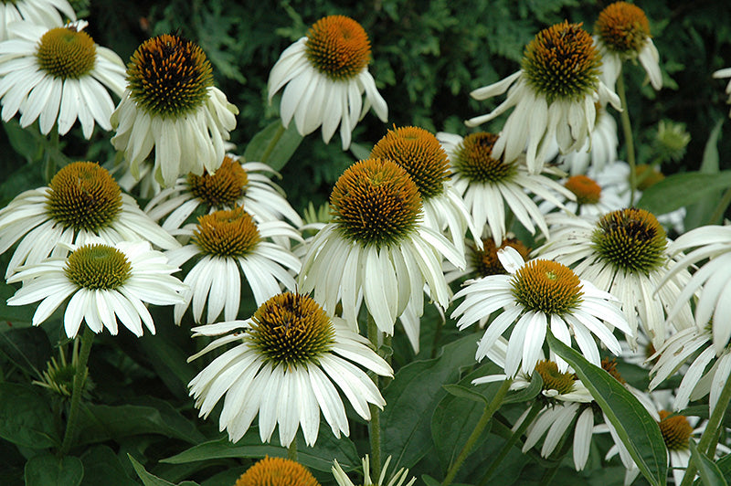 Echinacea purpurea 'White Swan'