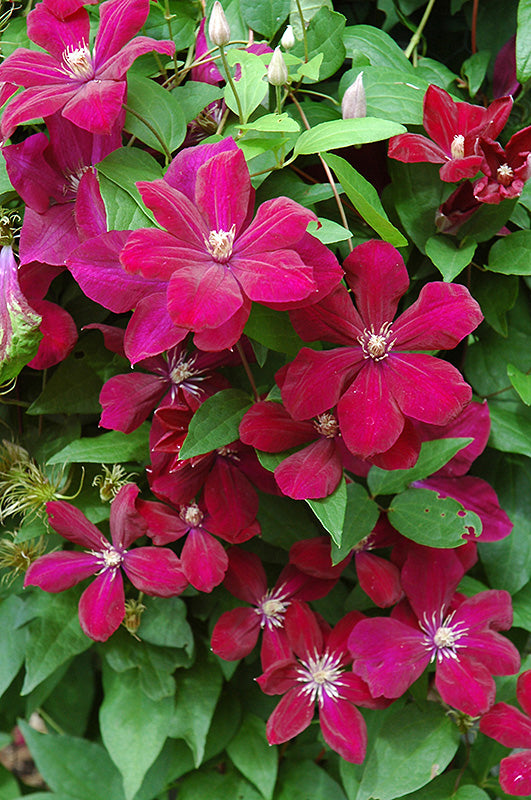 Clematis 'Rouge Cardinal'