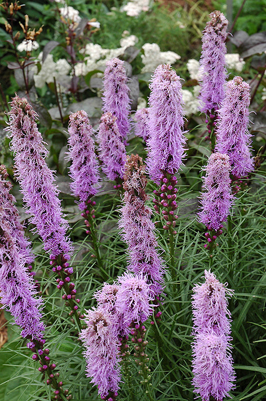 Liatris spicata 'Kobold'