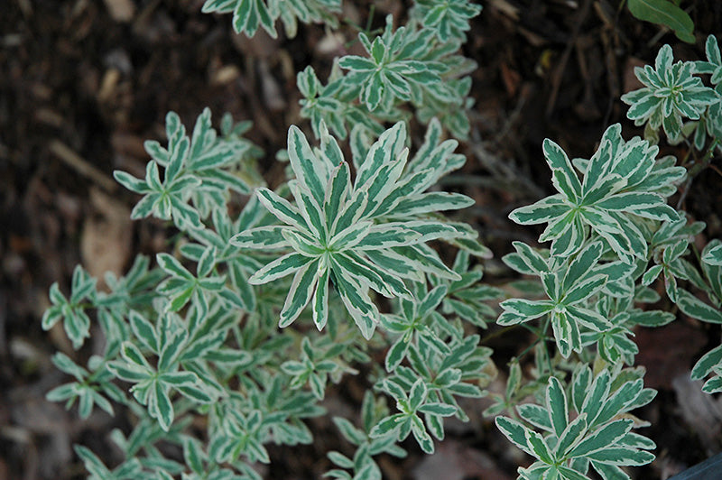 Euphorbia 'First Blush'