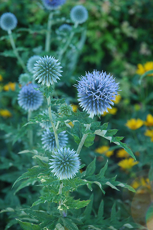 Echinops ritro