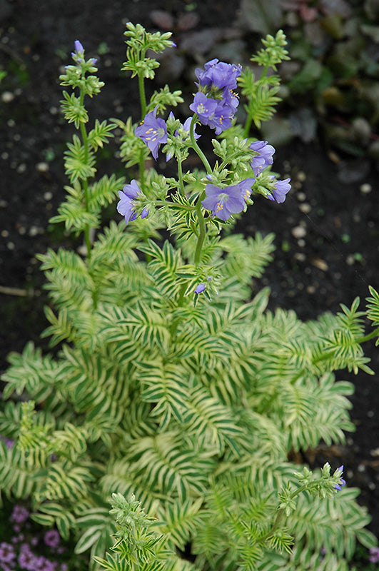 Polemonium caeruleum 'Brise D'anjou'