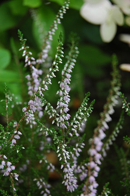Calluna vulgaris 'Arina'
