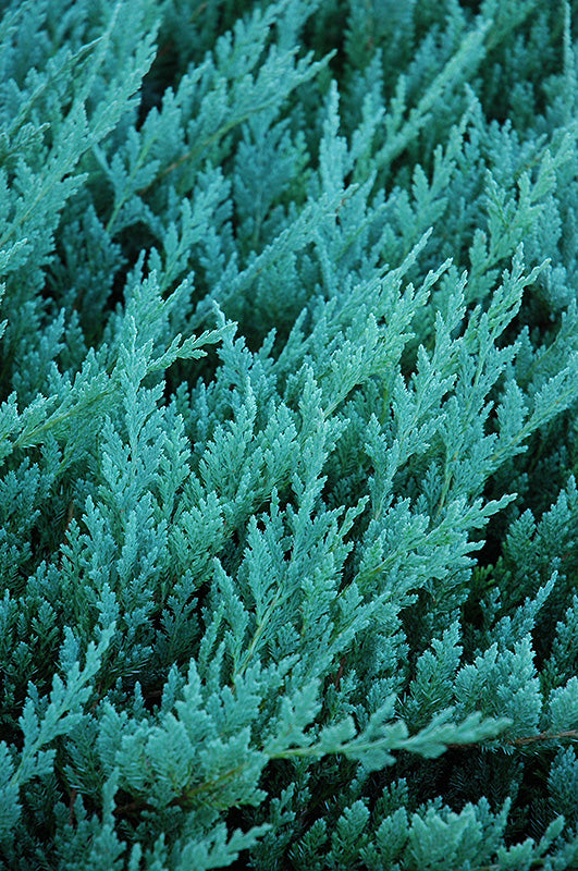 Juniperus horizontalis 'Blue Chip'