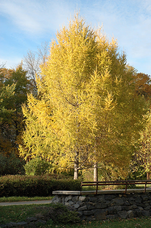 Larix sibirica