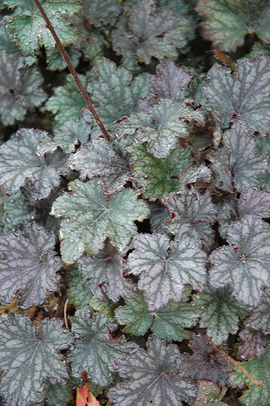 Heuchera 'Frosted Violet'