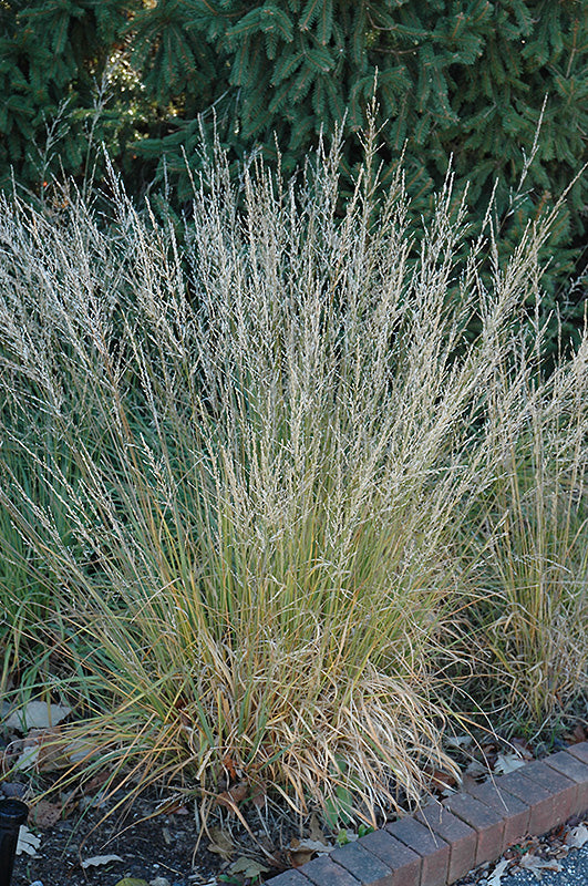 Molinia caerulea 'Moorflame'