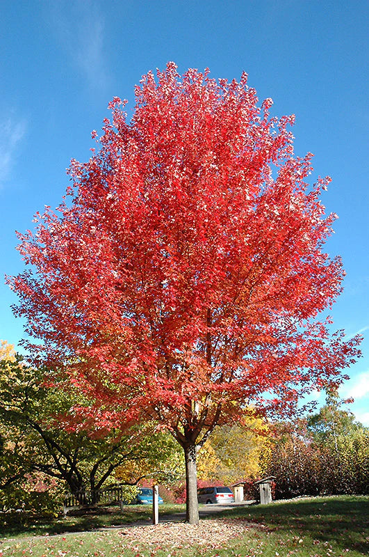 Acer freemanii 'Autumn Blaze'