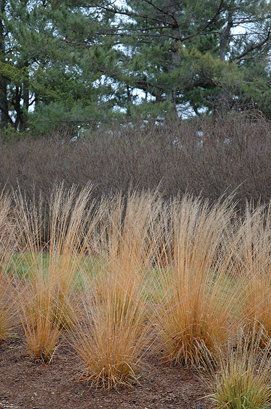 Molinia caerulea 'Strohlenquelle'