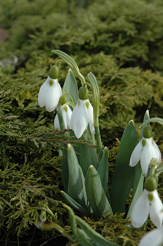 Galanthus - Snowdrops