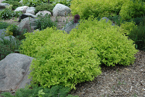 Spiraea japonica 'Goldmound